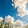 Open Summer Sky